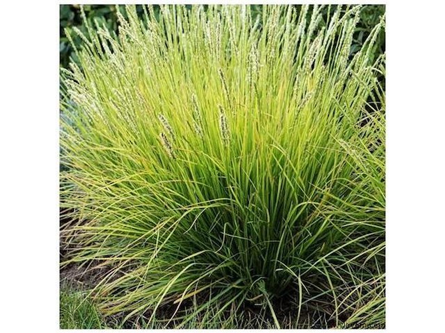 Sesleria autumnalis, 24 stuks — foto 1